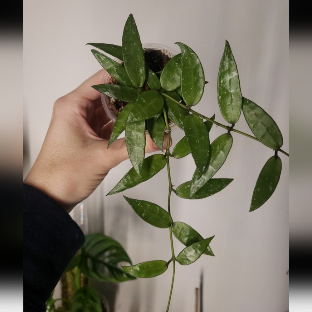 Hoya Lacunosa Mr Tent cutting